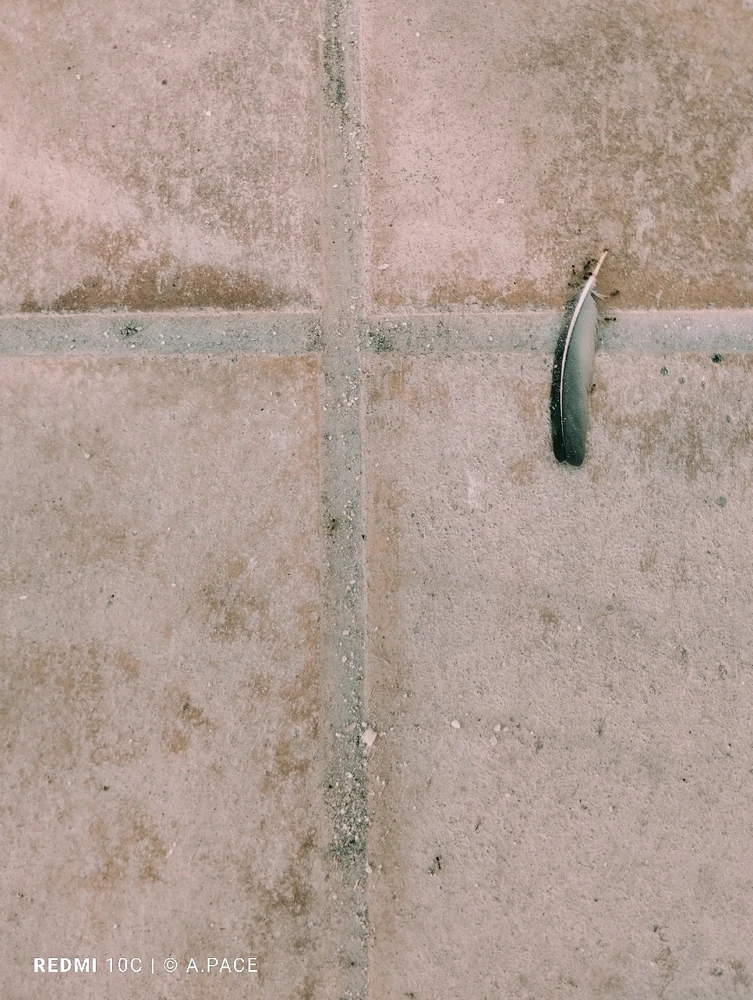 Immagine caricata da Alessandro | alpacigno