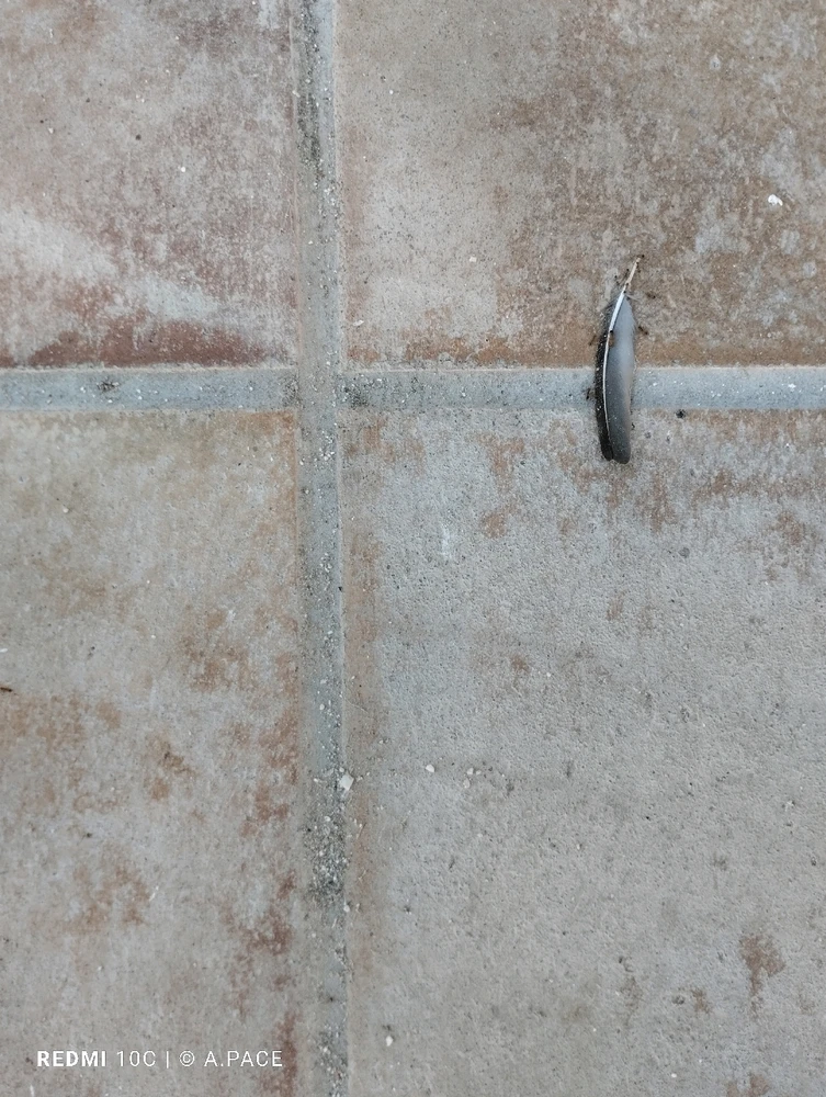 Immagine caricata da Alessandro | alpacigno