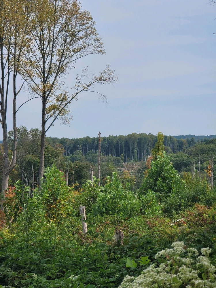 Image uploaded by Chris