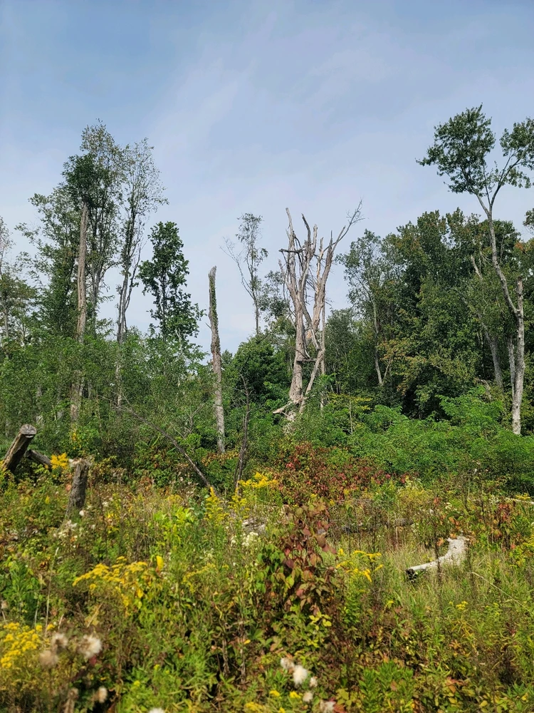 Image uploaded by Chris