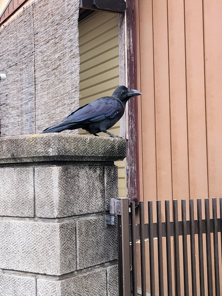 SebaがアップロードしたGIF