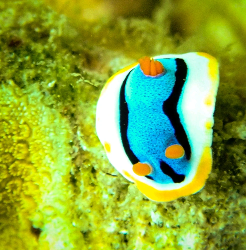 Image uploaded by Marie