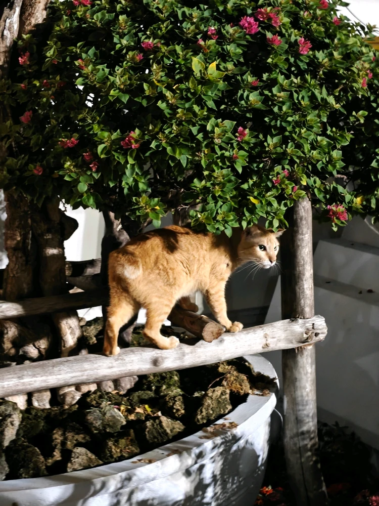 ようがアップロードした画像