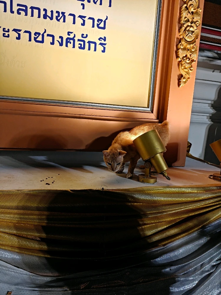 ようがアップロードした画像