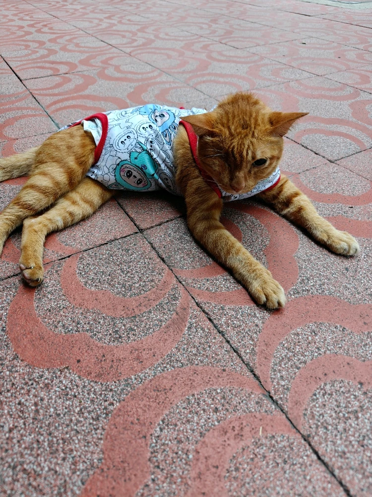 ようがアップロードした画像