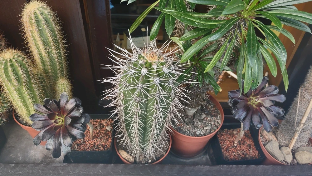 Obrázek nahrál zero