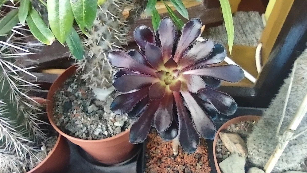 Obrázek nahrál zero