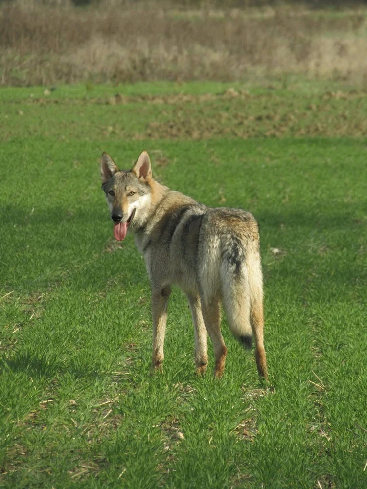 GIF ajouté par mathieu