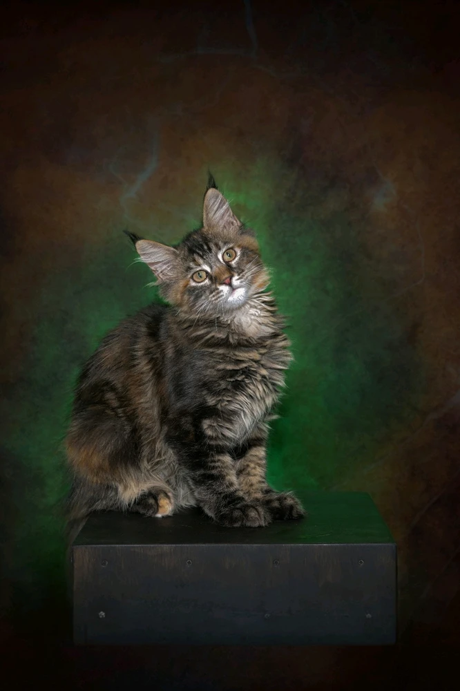 GIF hochgeladen von Janik