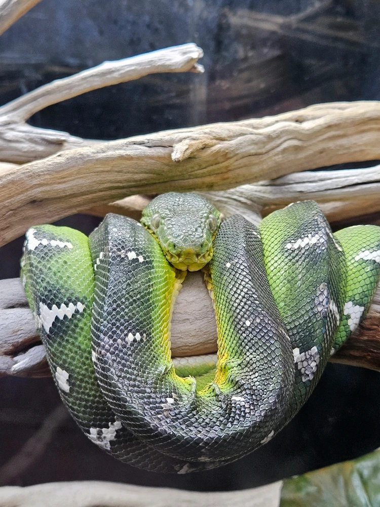 Image uploaded by Rosalina