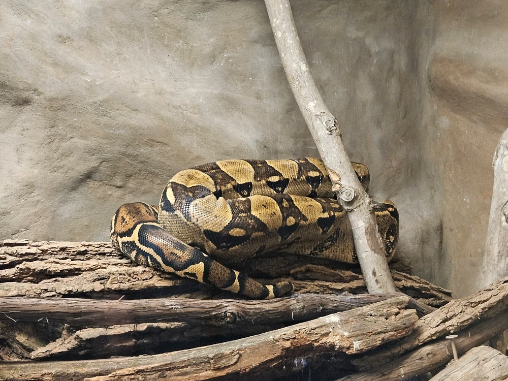 Image uploaded by Rosalina