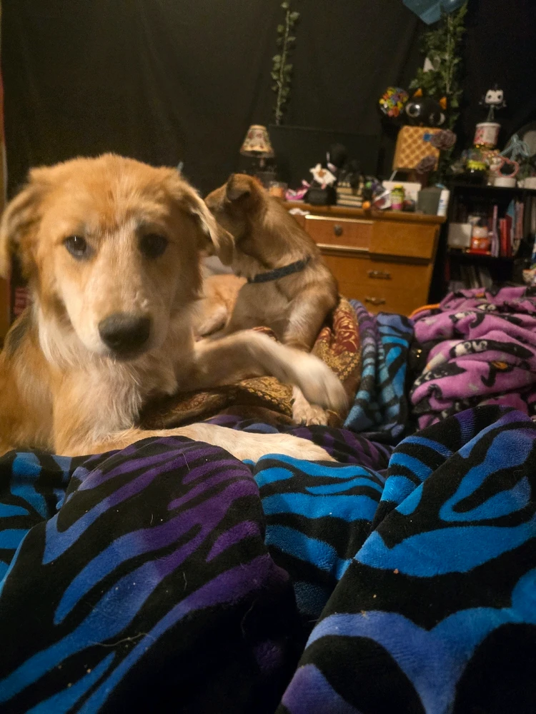 Image uploaded by Zoe