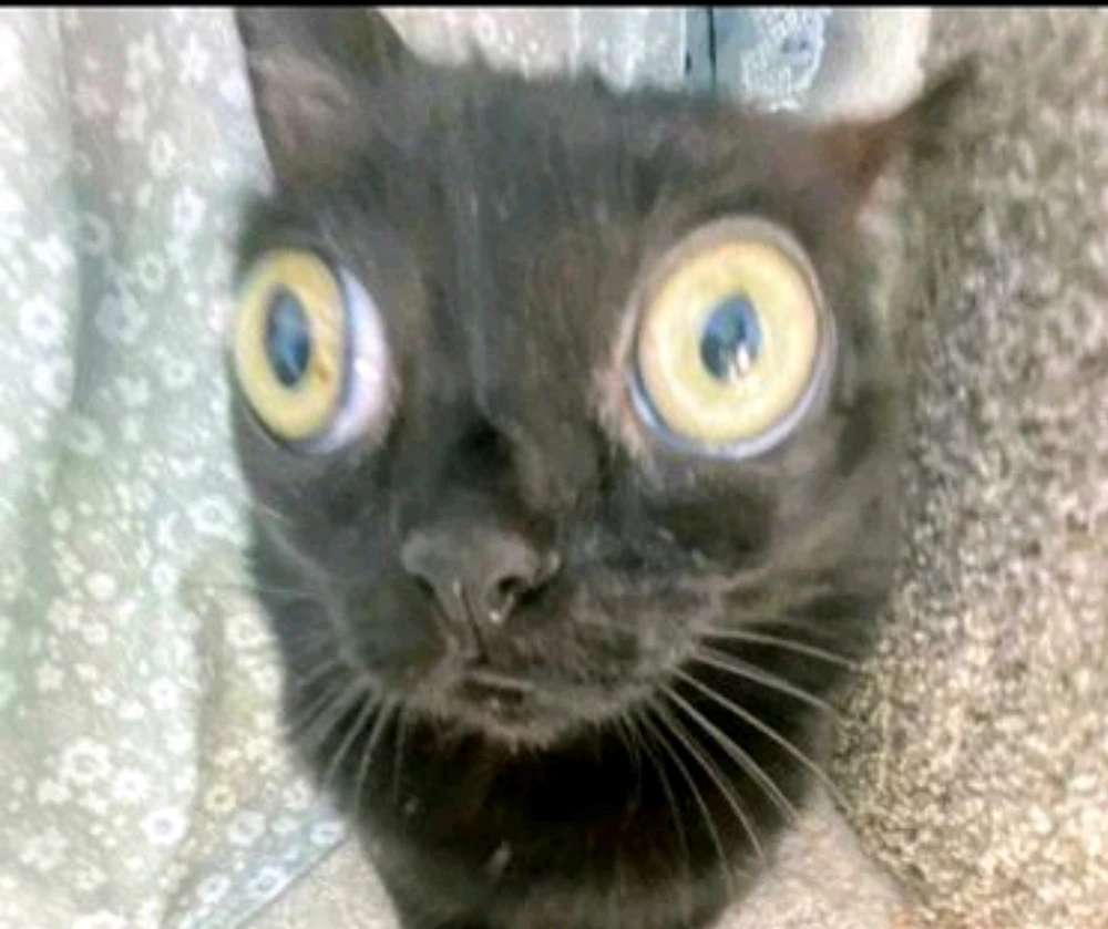 GIF subido por Hansel