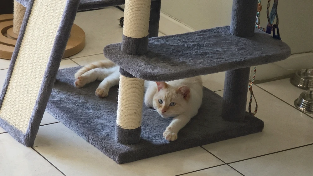 GIF uploaded by Veevles