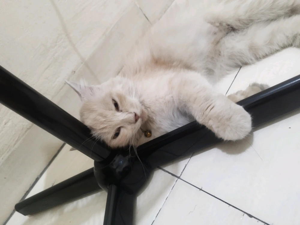 GIF diunggah oleh Ayu