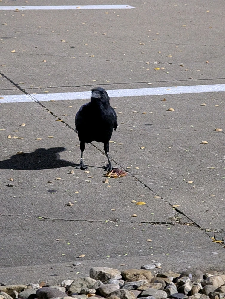 صورة رفعها Raven