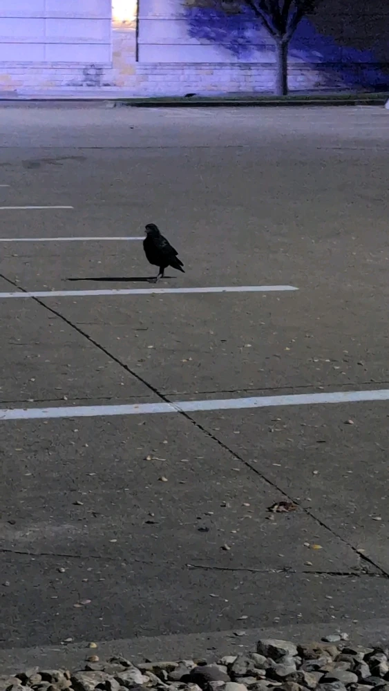 صورة رفعها Raven