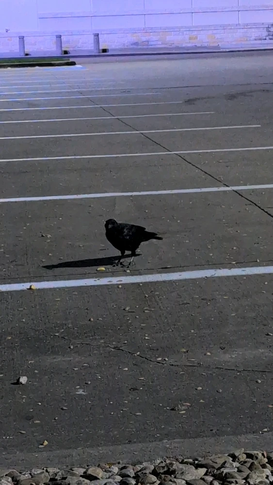 صورة رفعها Raven