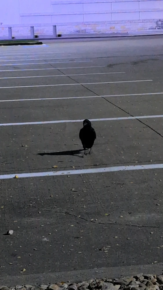 صورة رفعها Raven