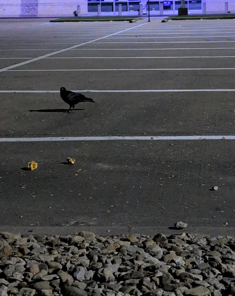صورة رفعها Raven