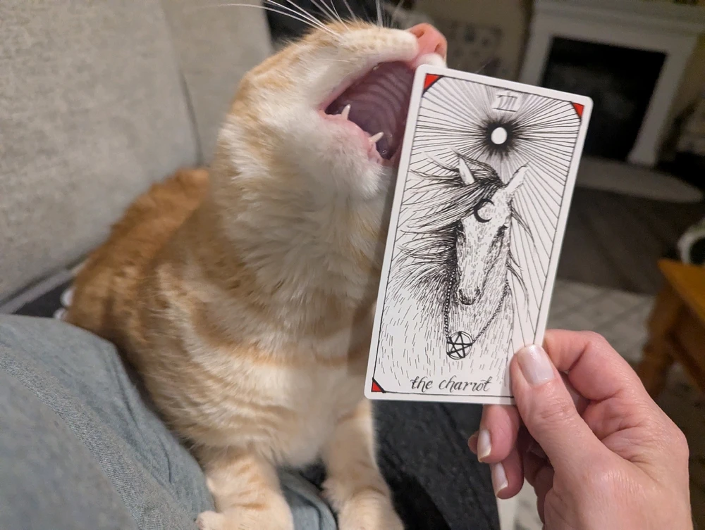 Image uploaded by Melissa