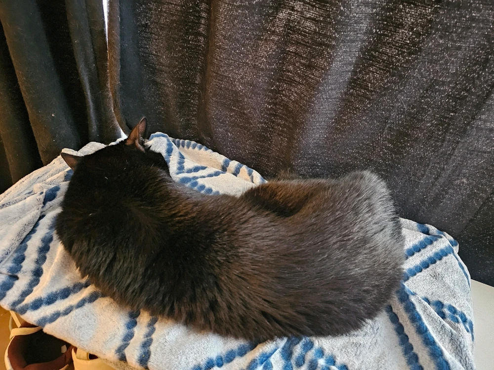 Professional Cat Napper