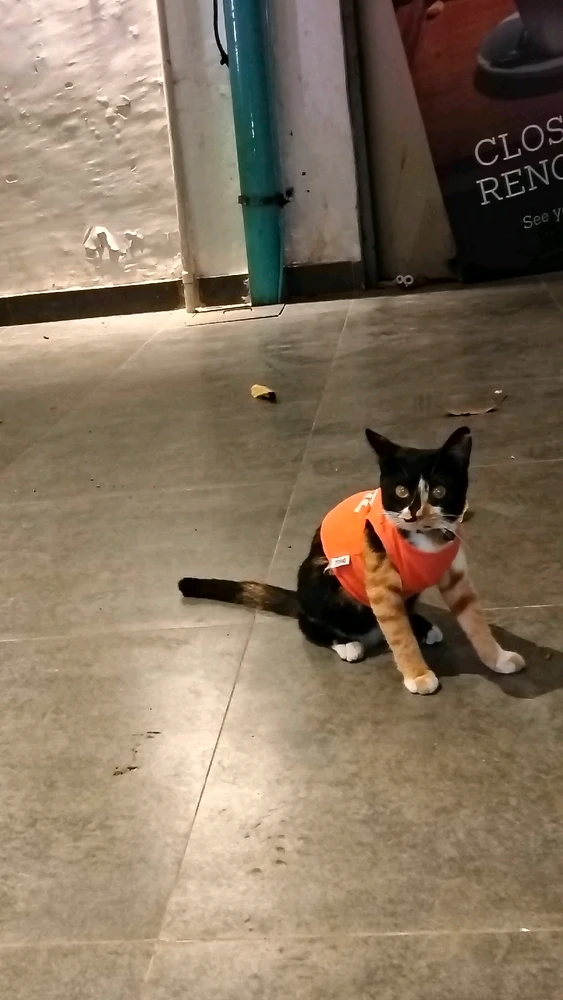 Gambar diunggah oleh Tsanya