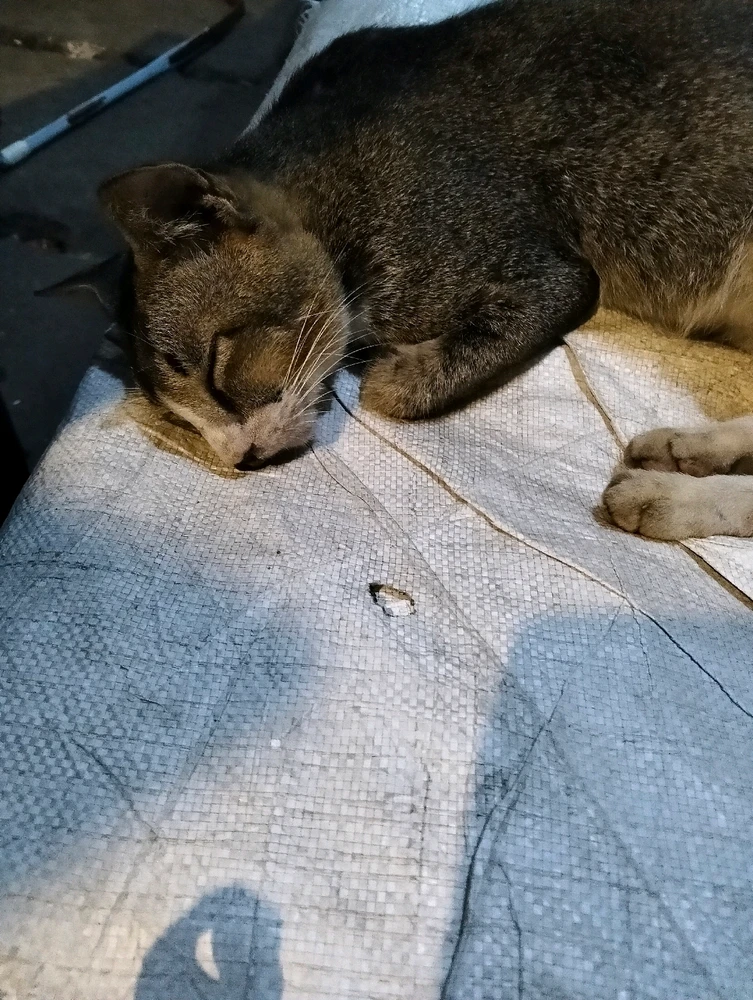 Gambar diunggah oleh Tsanya