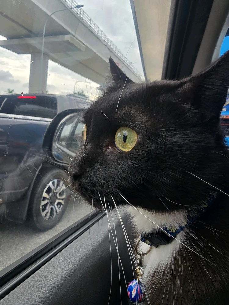 GIF dimuat naik oleh Iwan