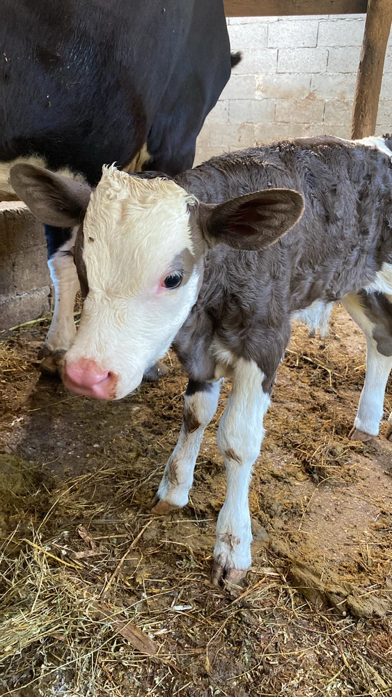 Talih tarafından yüklenen GIF