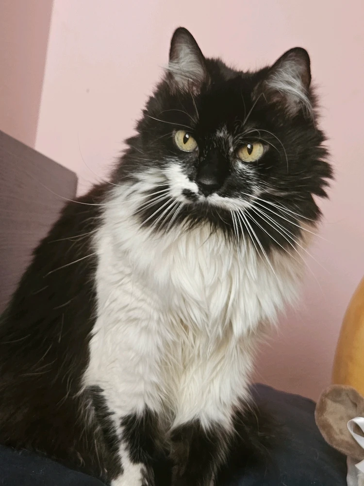 GIF uploaded by Nicholas