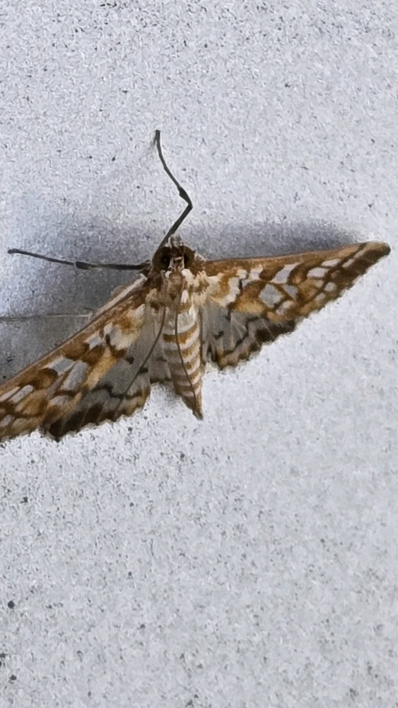 Image uploaded by Graysen