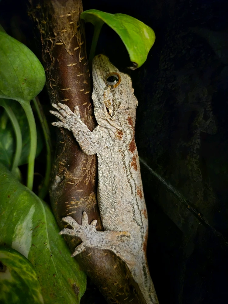 GIF hochgeladen von Hagalaz