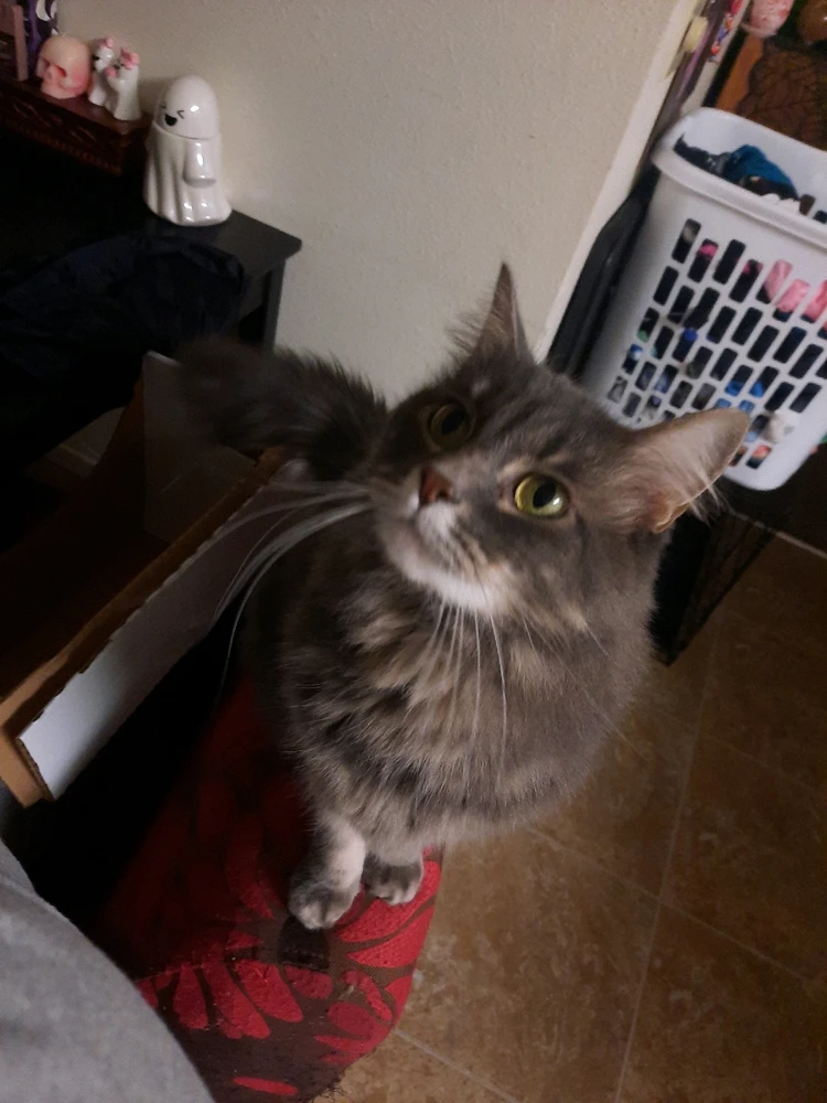 GIF uploaded by Codie Michelle