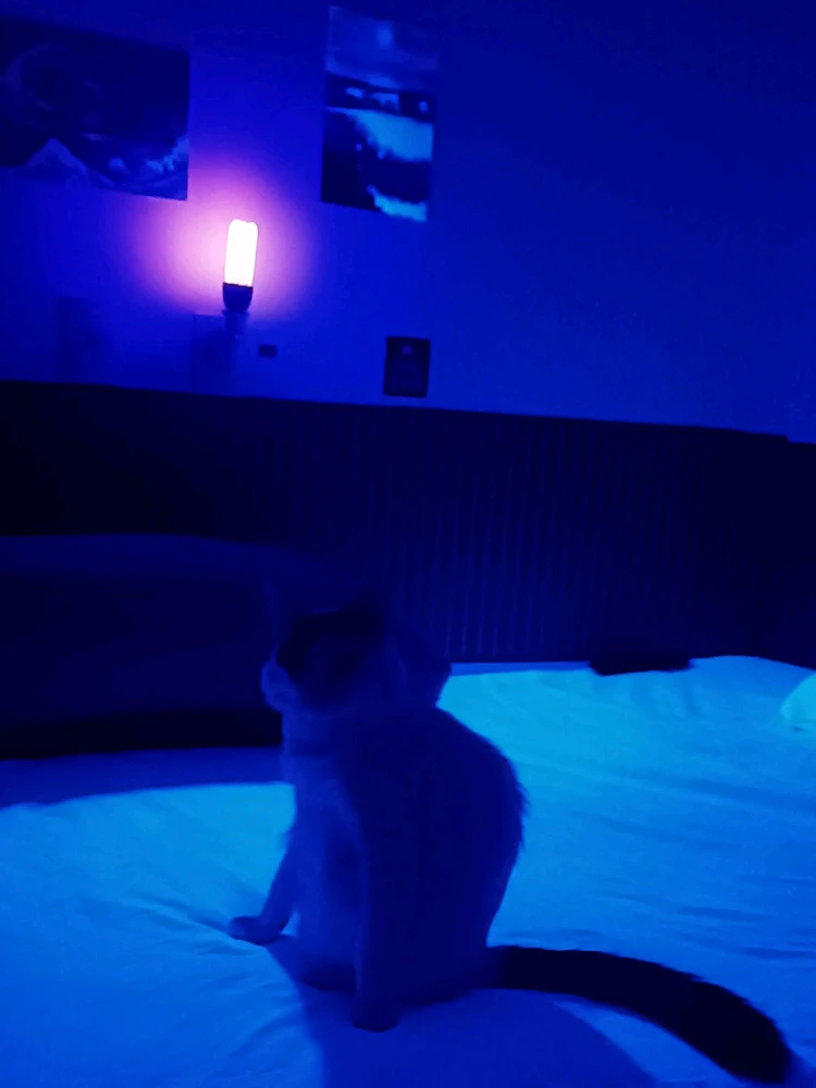 Image uploaded by Let