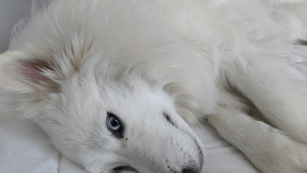 Image uploaded by Daniel