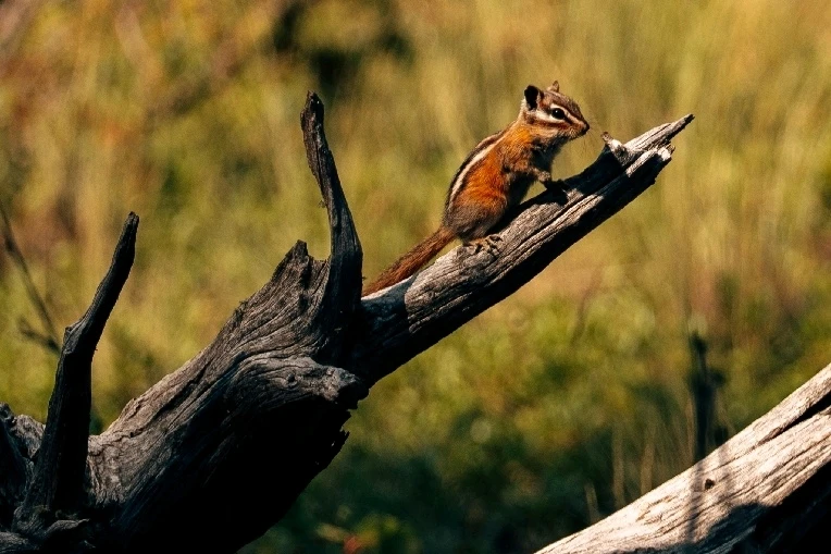GIF uploaded by Chalder