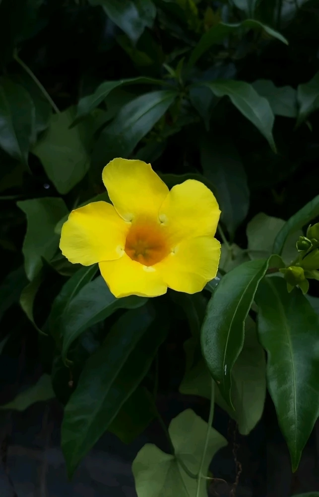 Gambar diunggah oleh Sonia