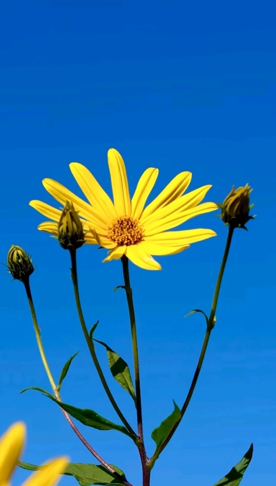 Gambar diunggah oleh Sonia