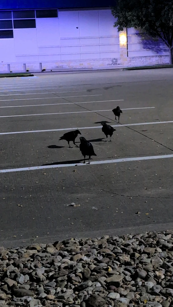 صورة رفعها Raven