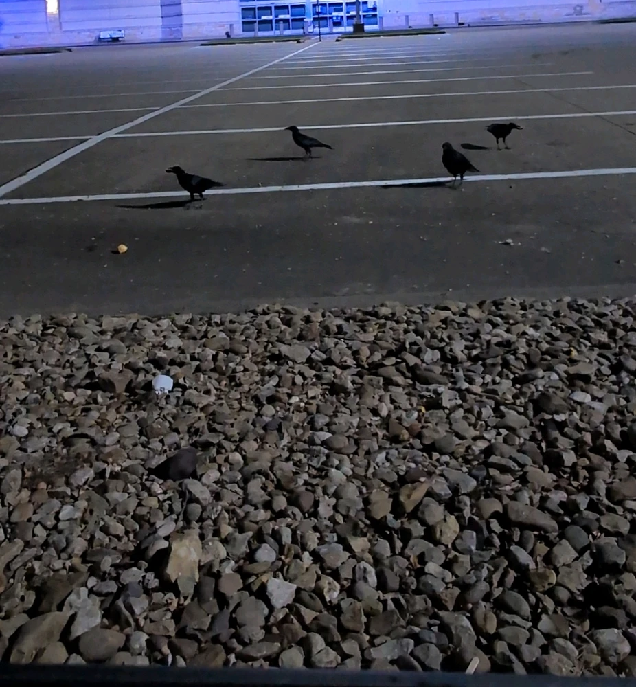 صورة رفعها Raven