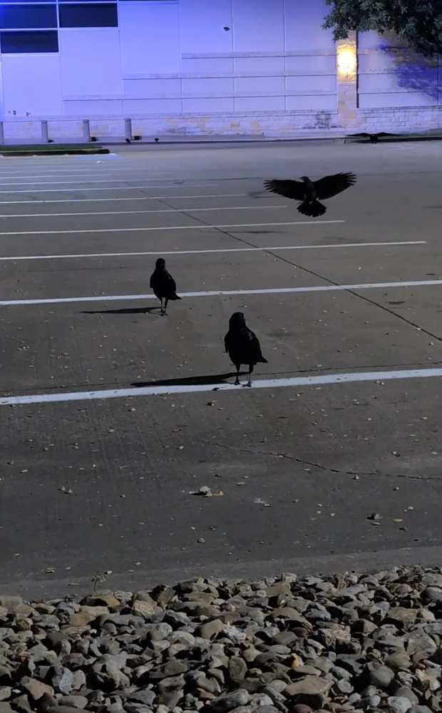 صورة رفعها Raven