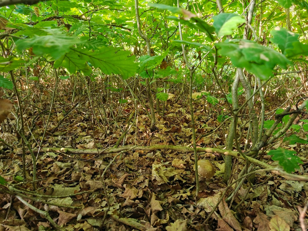 Zdjęcie dodane przez Krzysztof