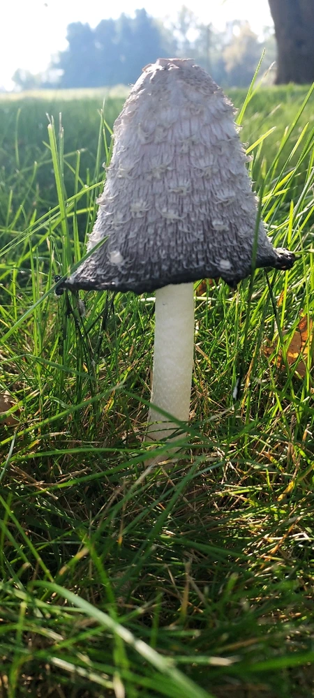 Ofbylding uploade troch Jack