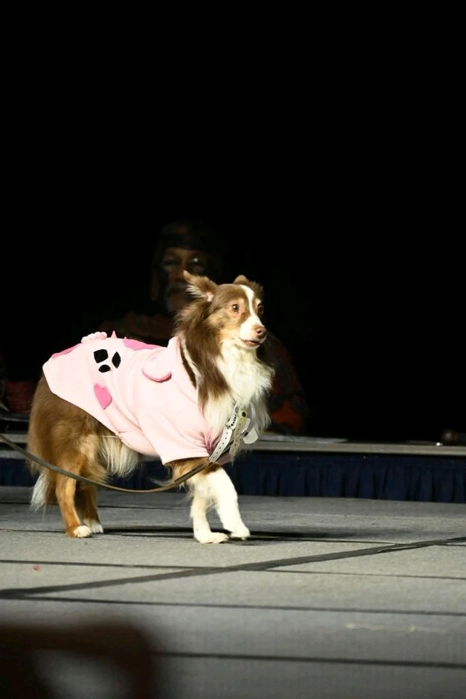 Had a lot of fun at Sacanime a few weeks ago!