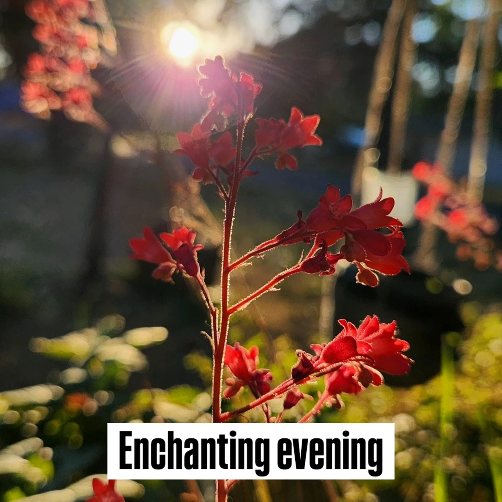 Image uploaded by Lucas