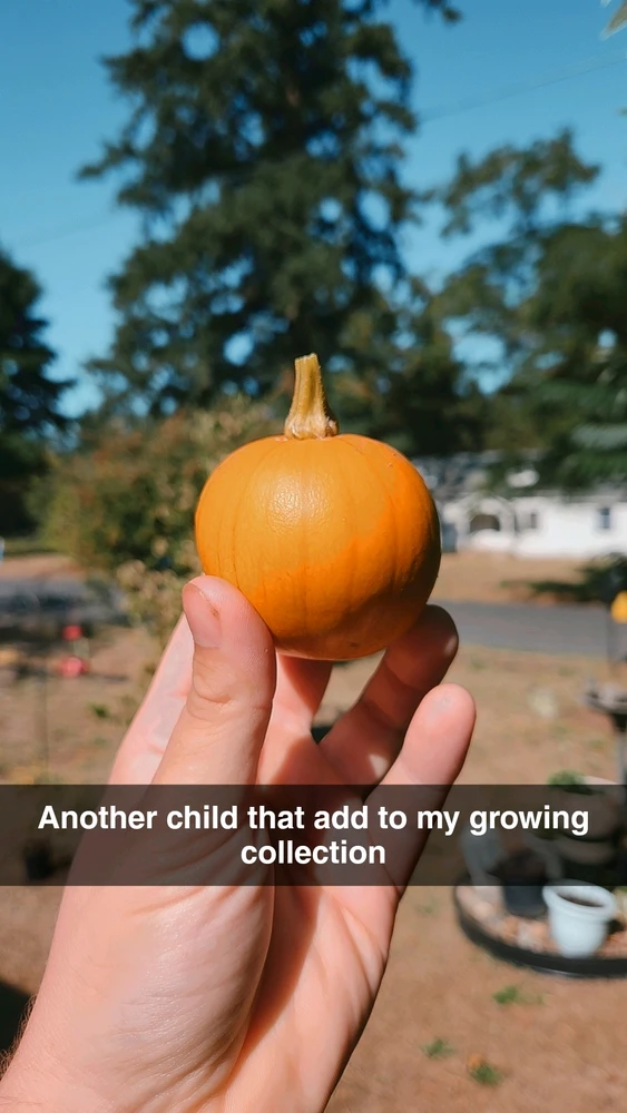 Image uploaded by Lucas