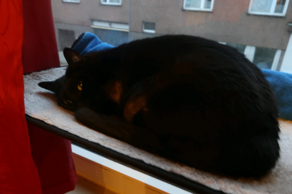 GIF បង្ហោះដោយ Kioshi