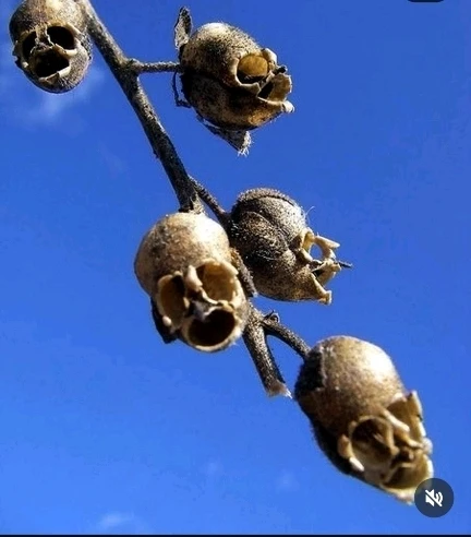 Immagine caricata da CX