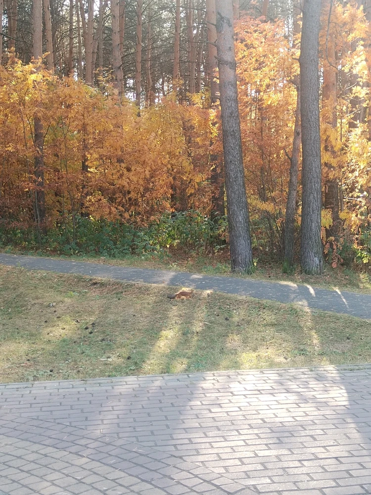 Image uploaded by Tusya